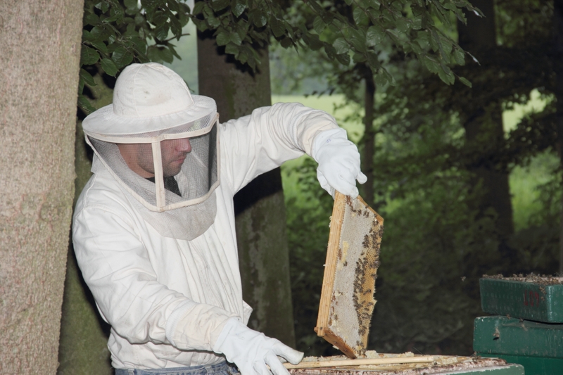 Honigernte - Entnahme der Honigwaben